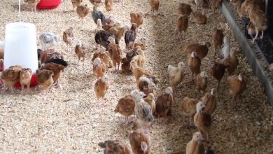 poultry