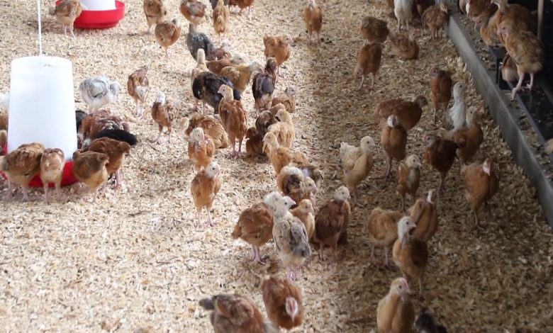 poultry