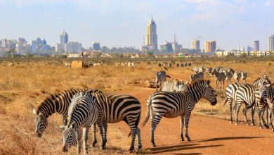 Nairobi National Park