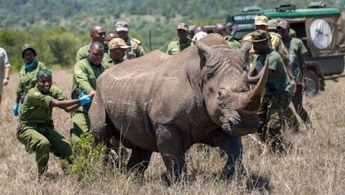 Rhino