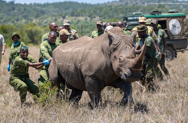Rhino